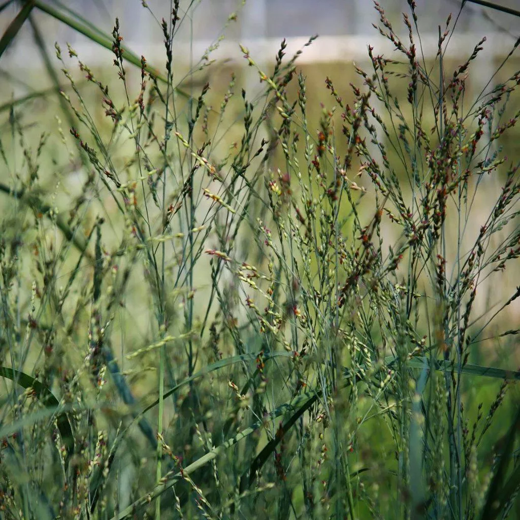Panicum virgatum 'Heavy Metal'- Heavy Metal Switch Grass
