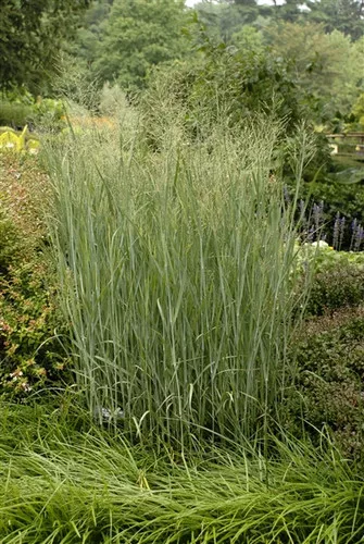 Panicum virgatum 'Heavy Metal / Switch Grass