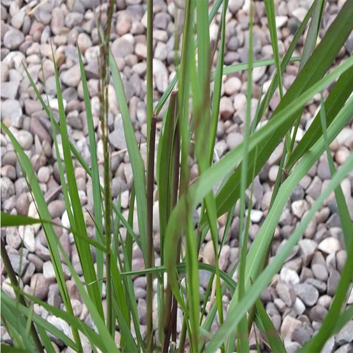 Panicum virgatum Heavy MetalSwitch Grass