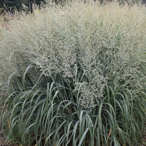 Panicum virgatum 'Niagara Falls'- Prairie Winds Niagara Falls Switch Grass