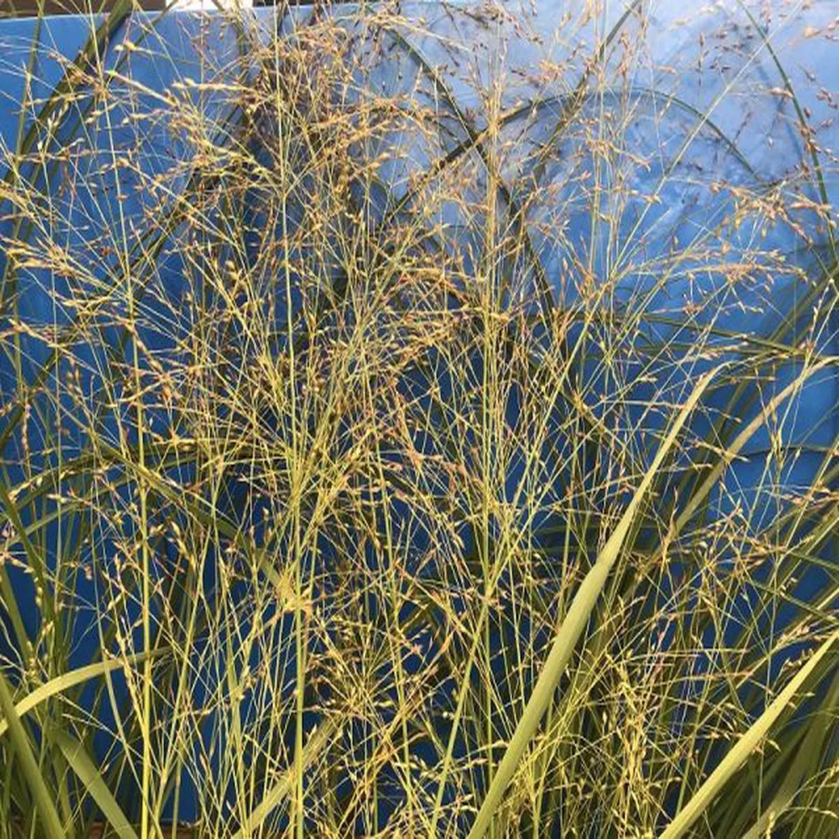 Panicum virgatum Prairie SkyBlue Switch Grass