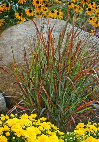 Panicum virgatum Prairie Winds 'Cheyenne Sky'