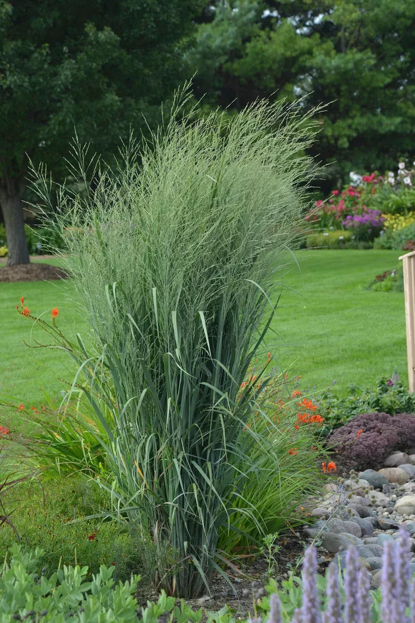 Panicum Virgatum Prairie Winds 'Totem Pole'