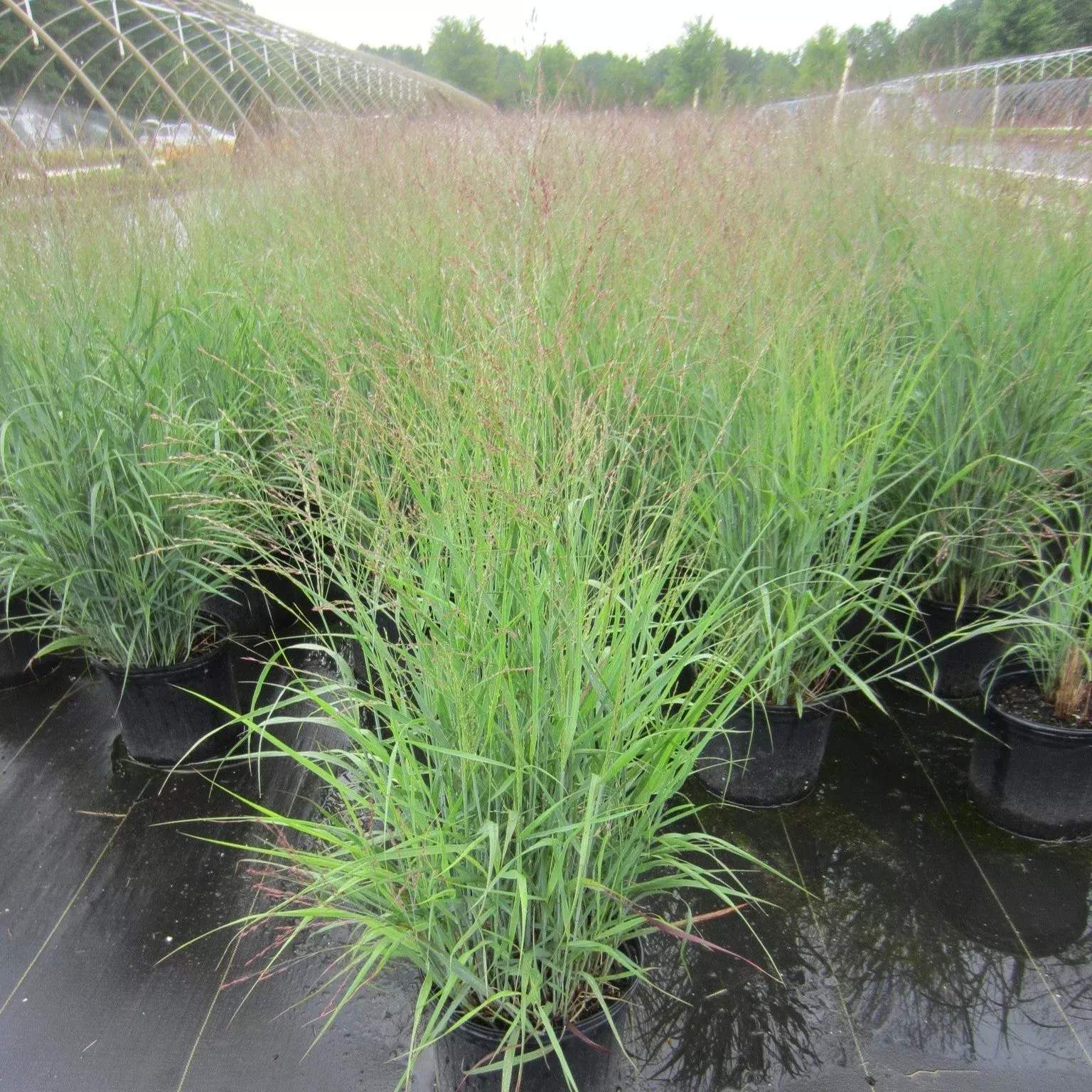 Panicum virgatum 'Purple Tears'- Purple Tears Switch Grass