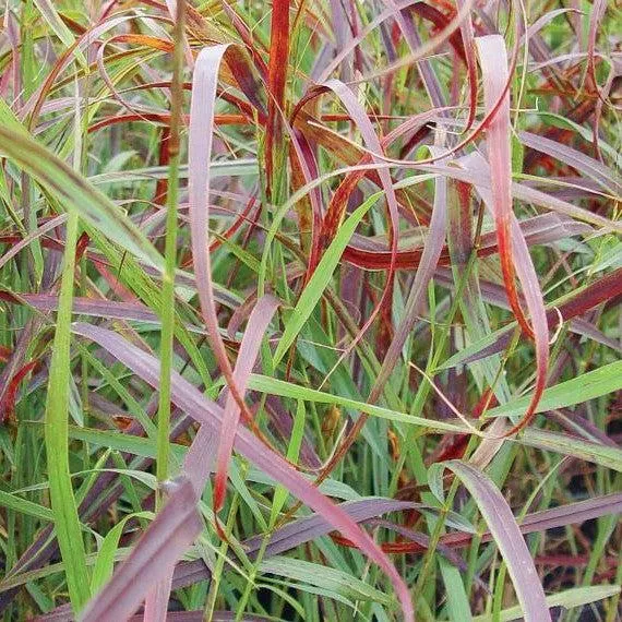 Panicum virgatum 'RR1'- Ruby Ribbons™ Switch Grass