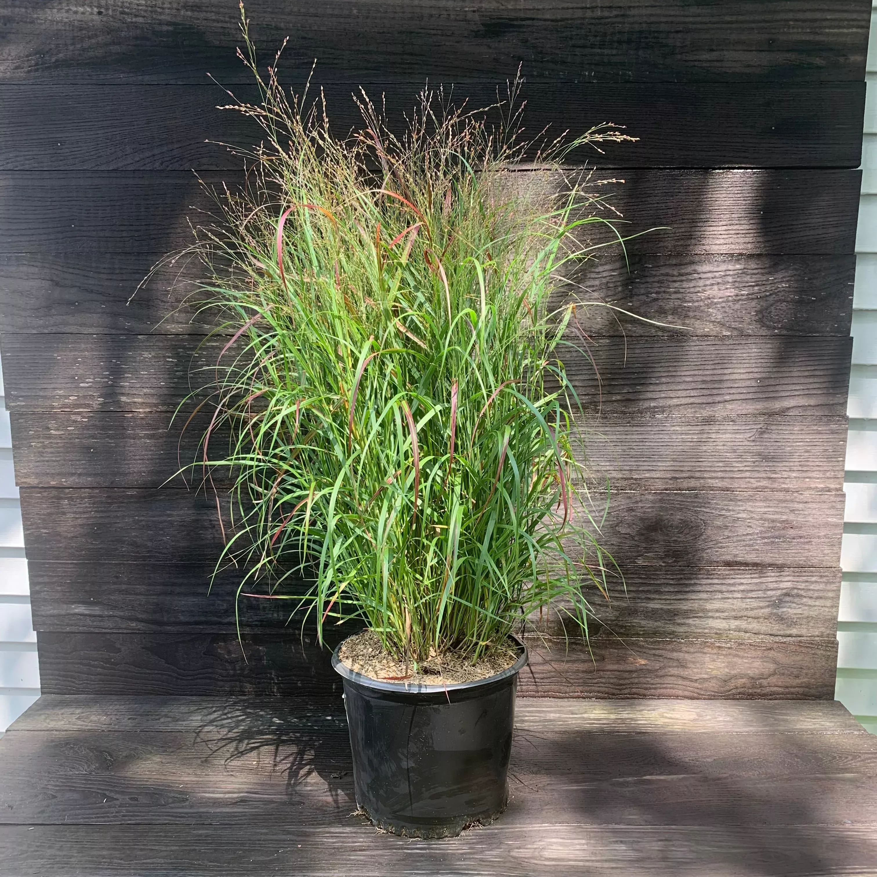 Panicum virgatum 'Shenandoah'- Shenandoah Switch Grass