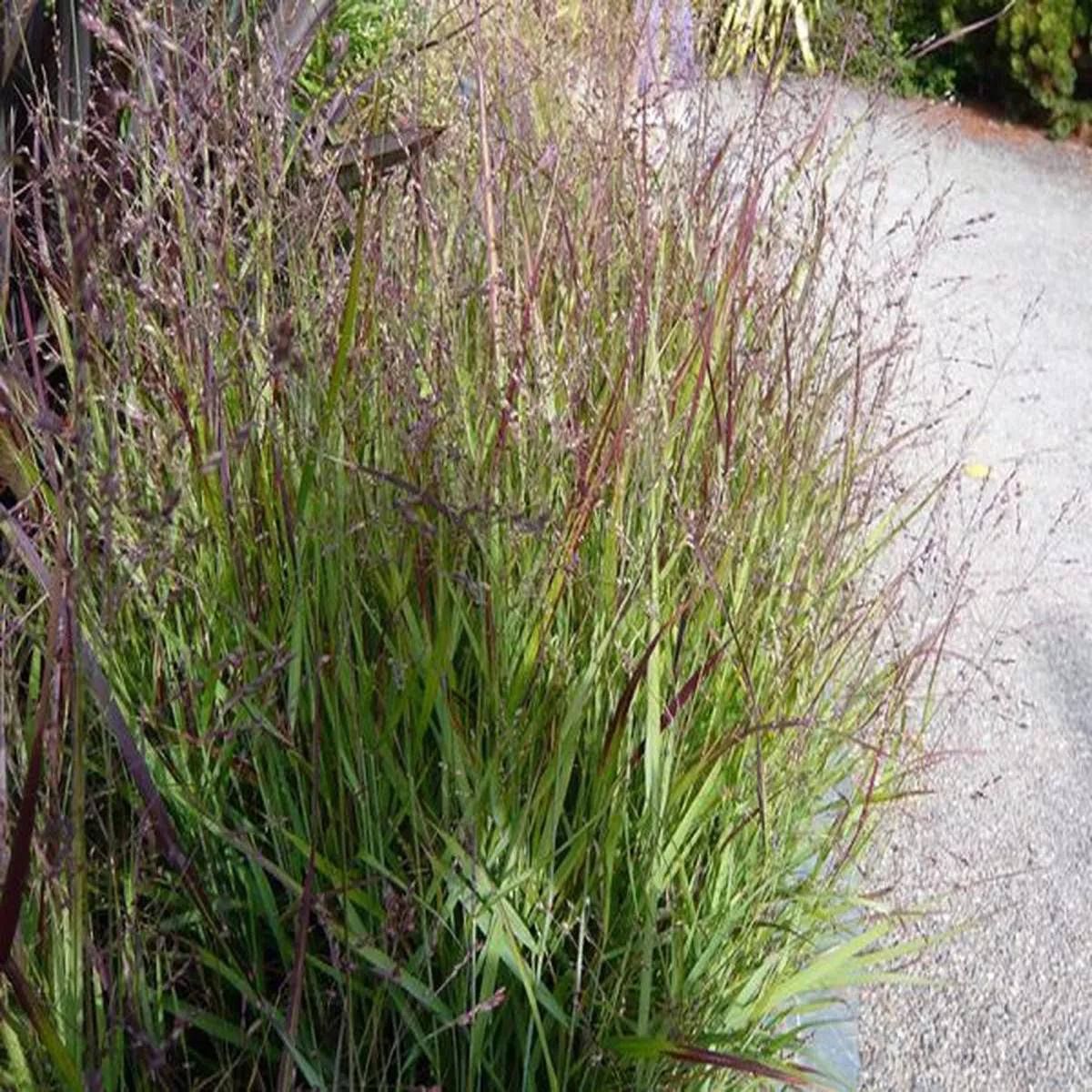 Panicum virgatum ShenandoahSwitch Grass