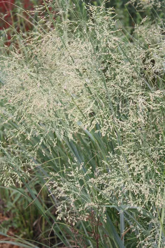 Panicum virgatum / Switch Grass