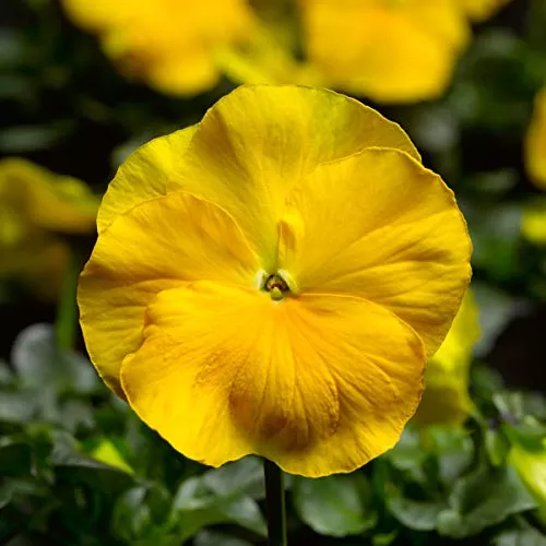 Pansy Delta Premium Pure Yellow