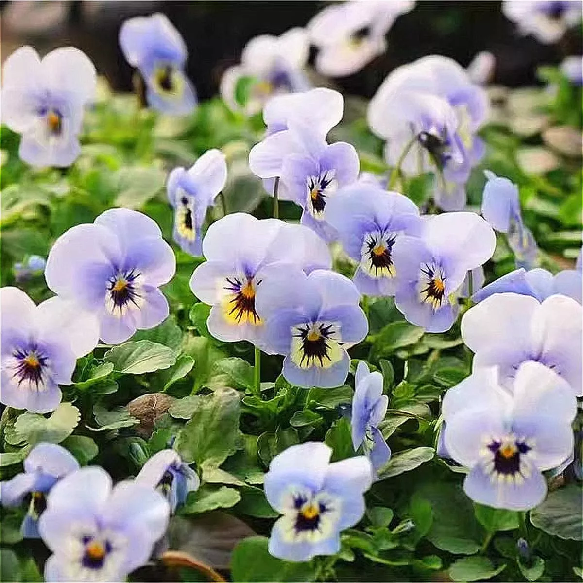 Pansy – White | 1-Pot