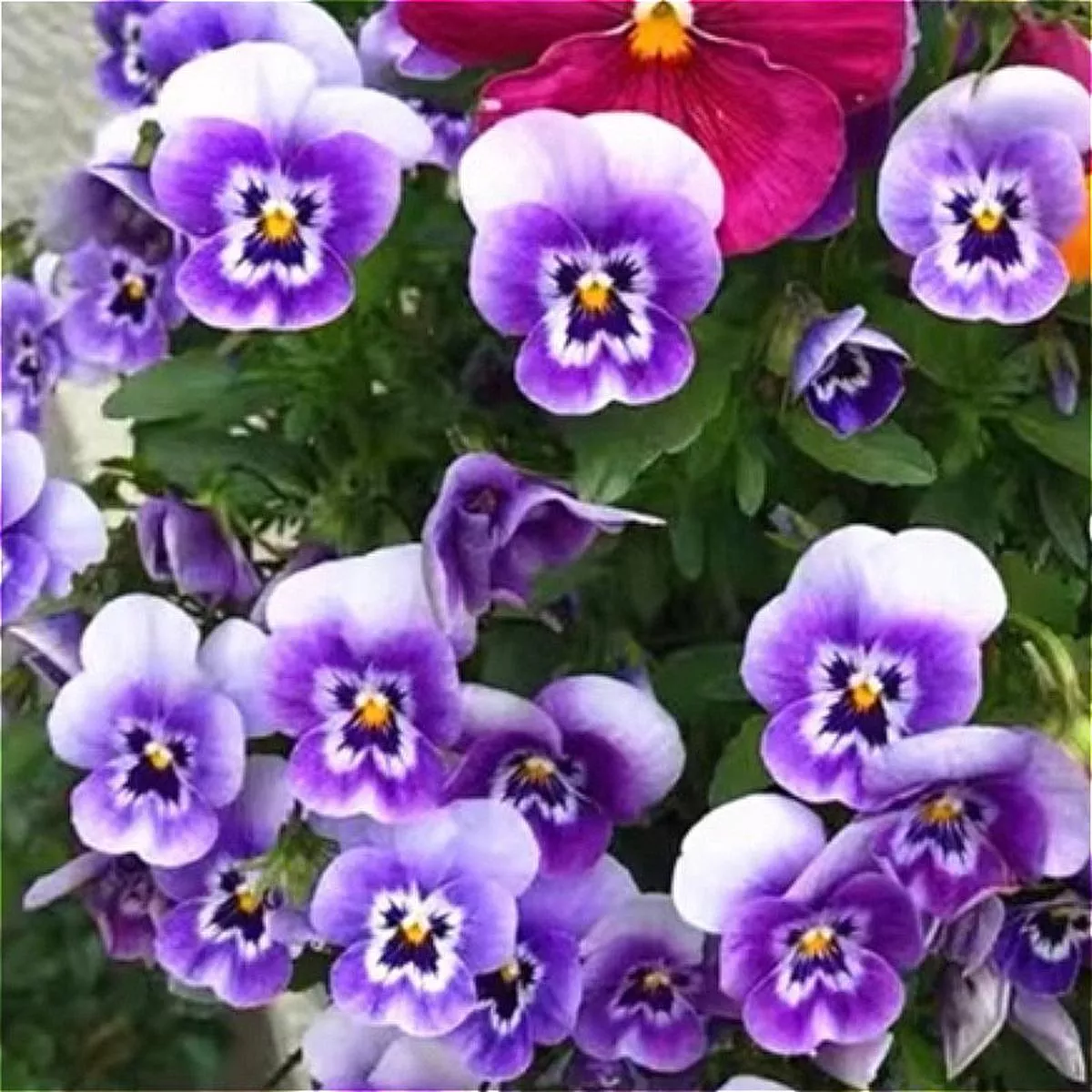 Pansy – Yellow | 3-Pot