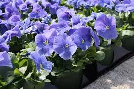Pansy