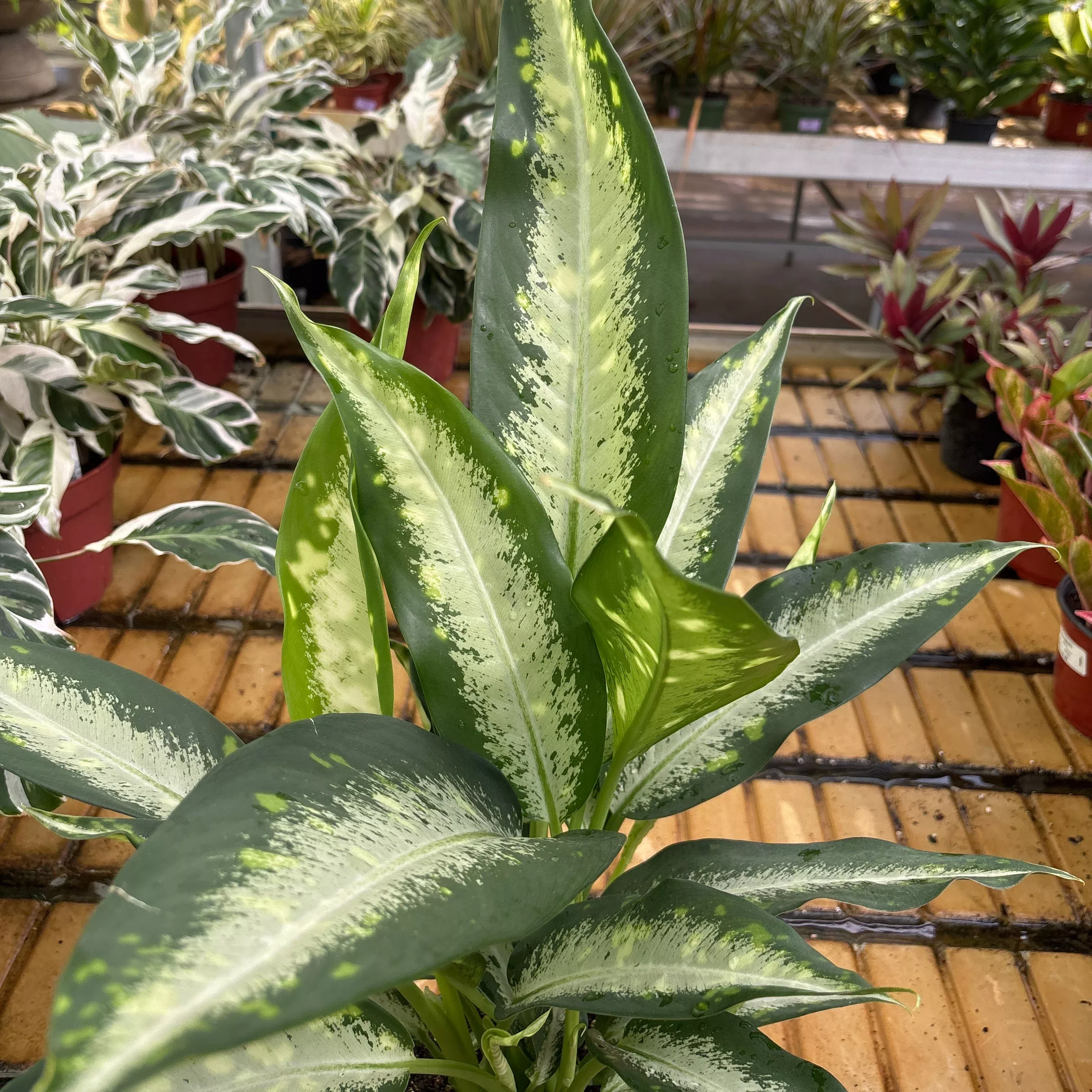 Panther Dieffenbachia - Dieffenbachia - 6" Potted Houseplant