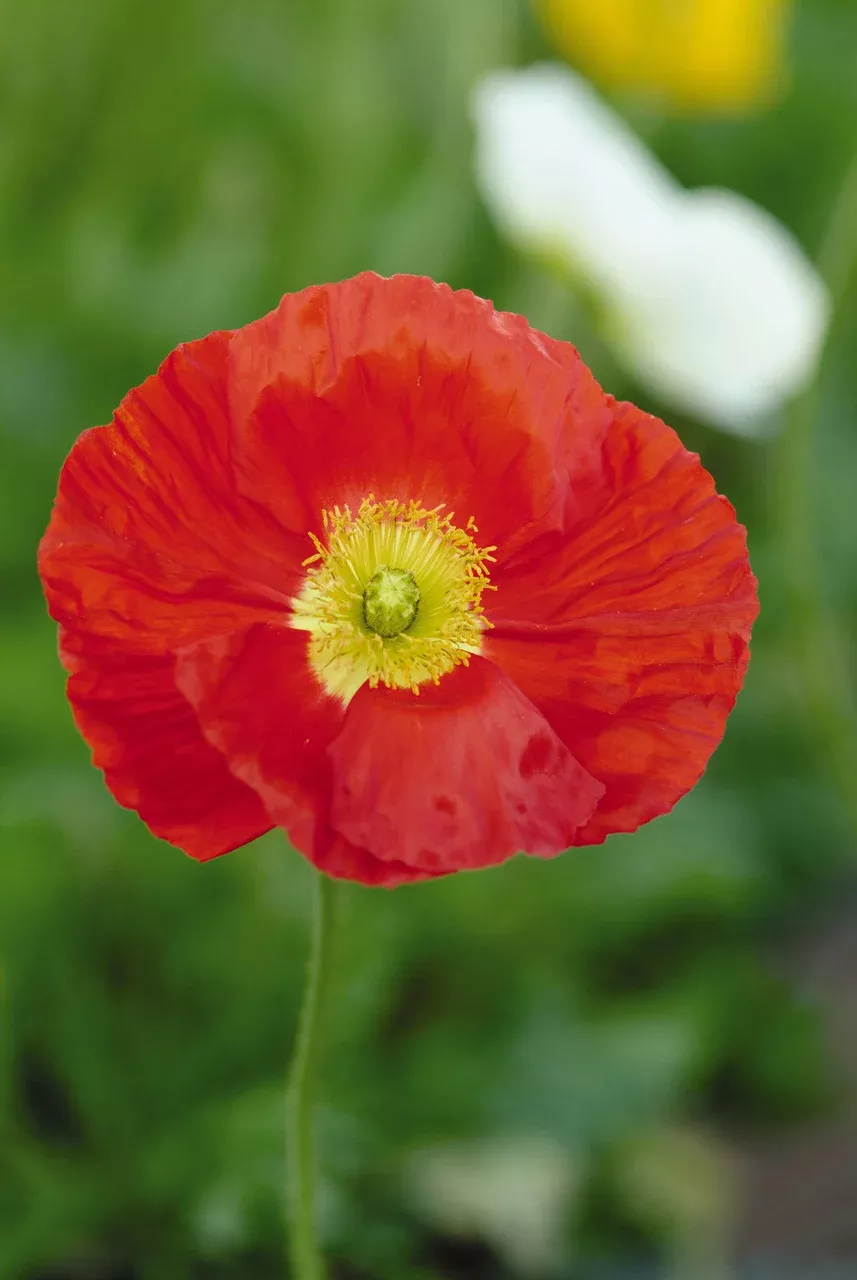 Papaver Nudicaule 'Champagne Bubbles Scarlet'