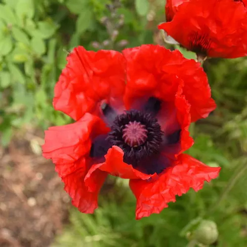 Papaver orientale 'Beauty Of Livermere' /Poppy
