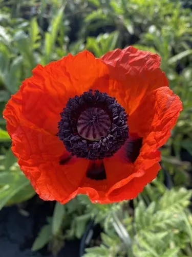 Papaver orientale 'Brilliant' / Poppy