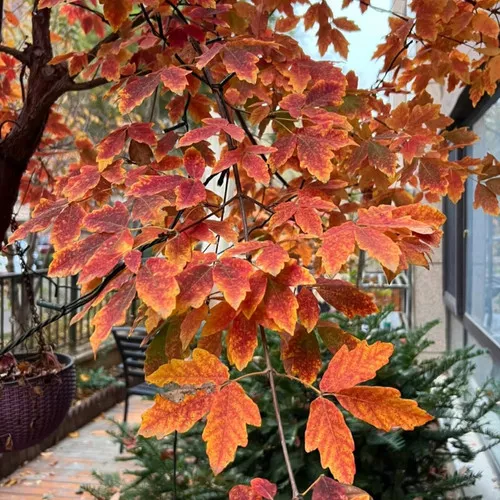 Paperbark Maple Seeds (Acer griseum) for Ornamental & Bonsai Planting