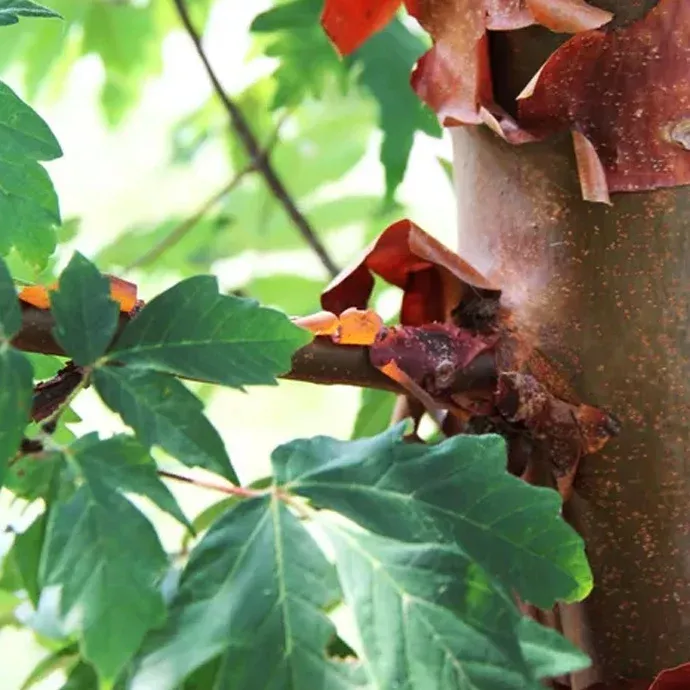 Paperbark Maple