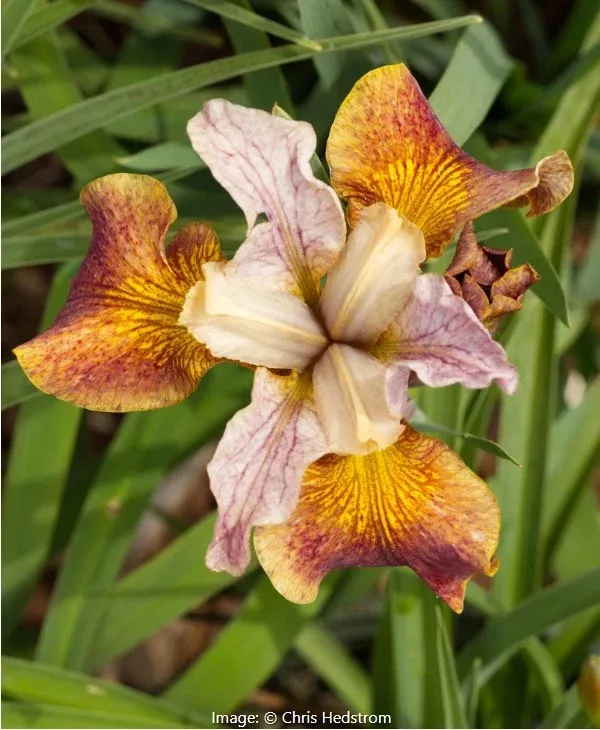Paprikash Siberian Iris