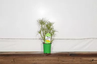 Papyrus Dwarf 'Little Tut' 3 Gallon