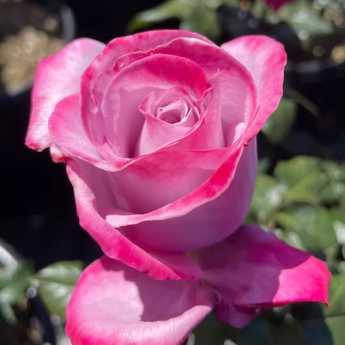Paradise Rose