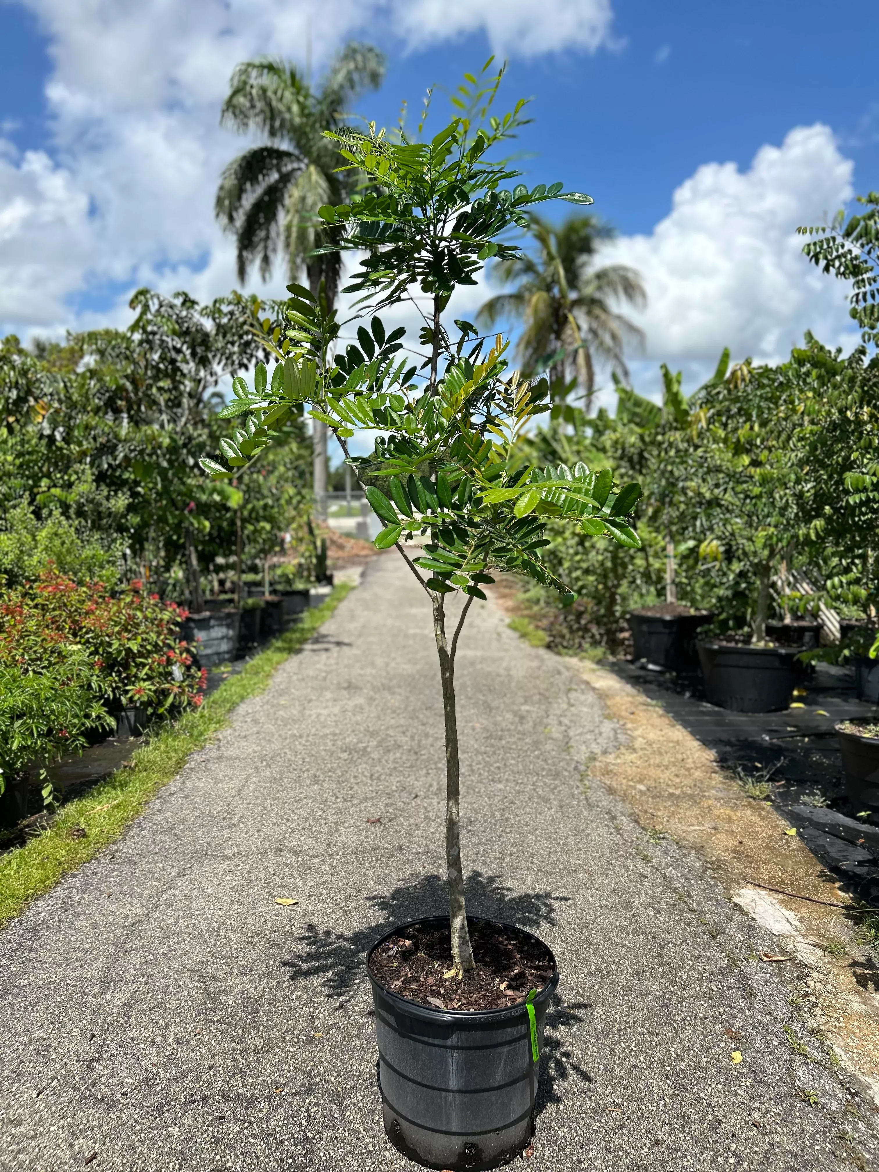 Paradise Tree