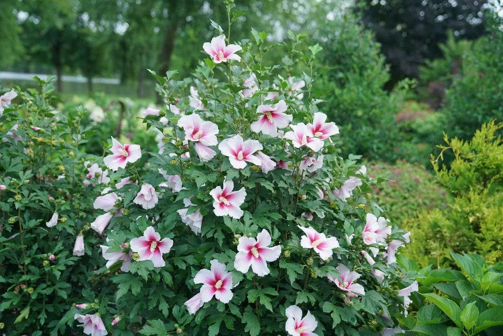 Paraplu Pink Ink Rose of Sharon