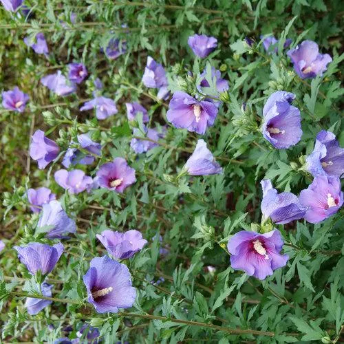 Paraplu Violet Rose of Sharon