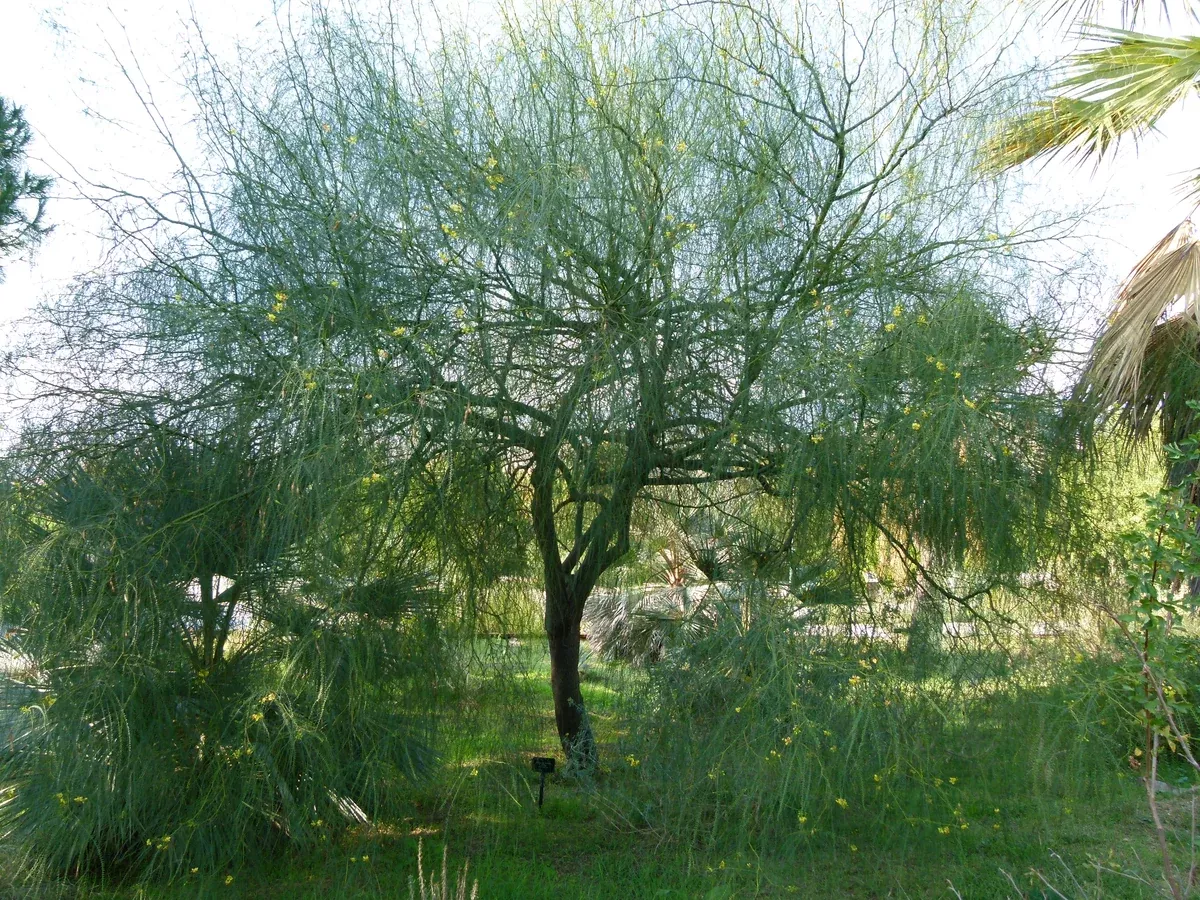 Parkinsonia aculeata 25 Seeds - Palo Verde