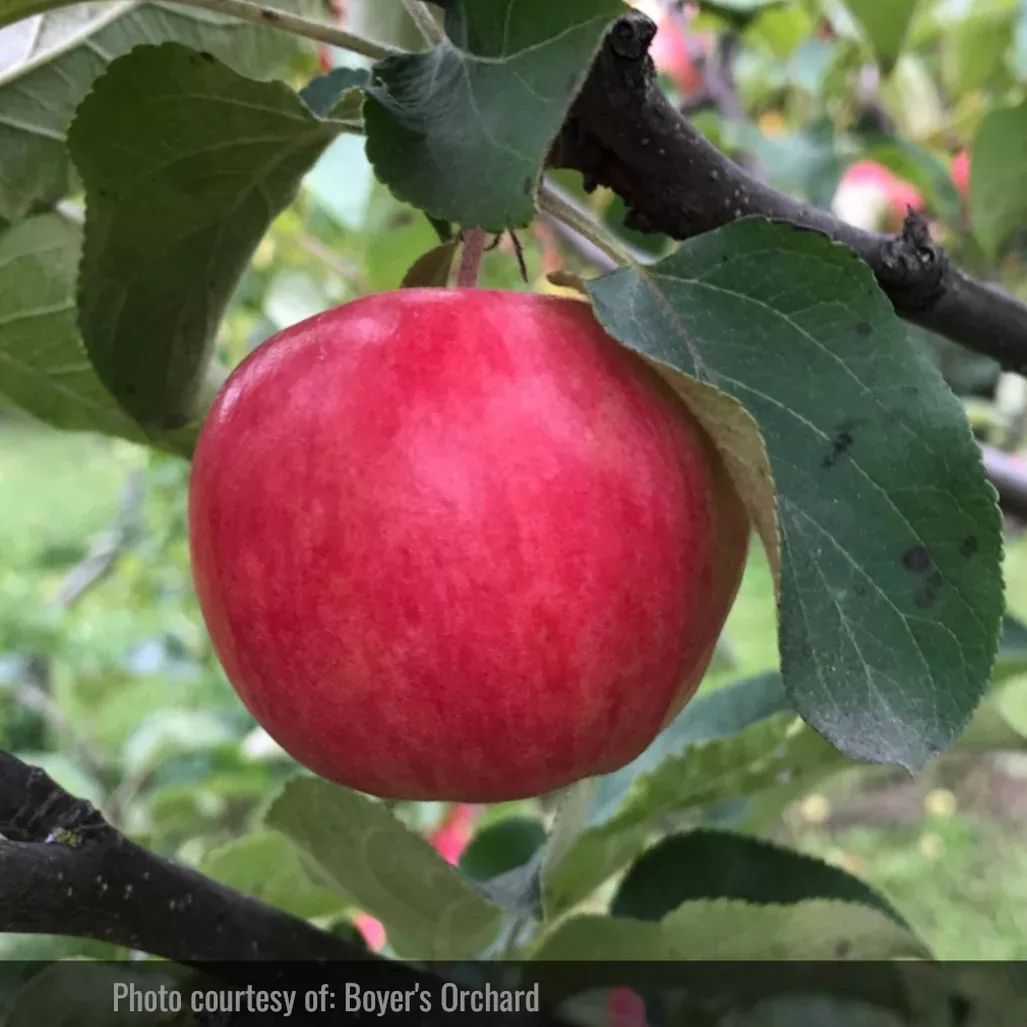 Parkland Apple Tree
