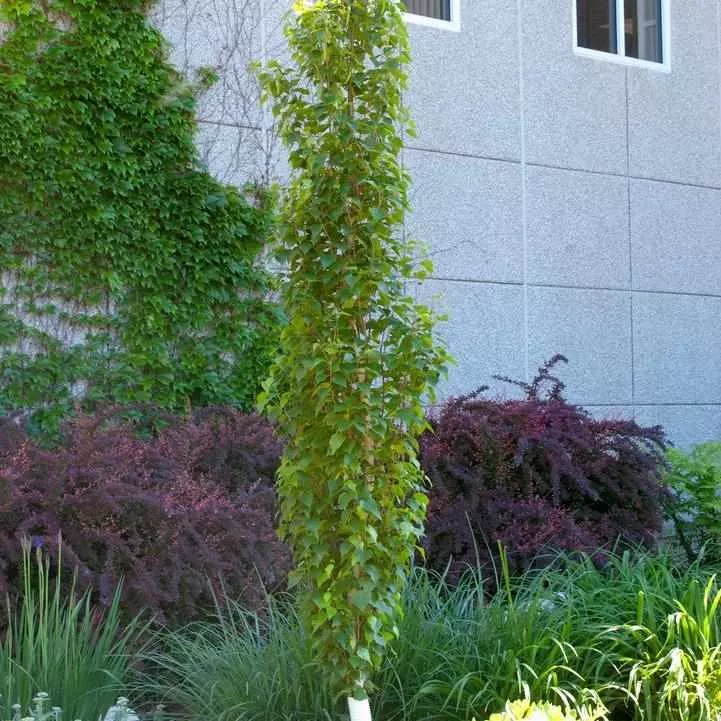 Parkland Pillar Birch