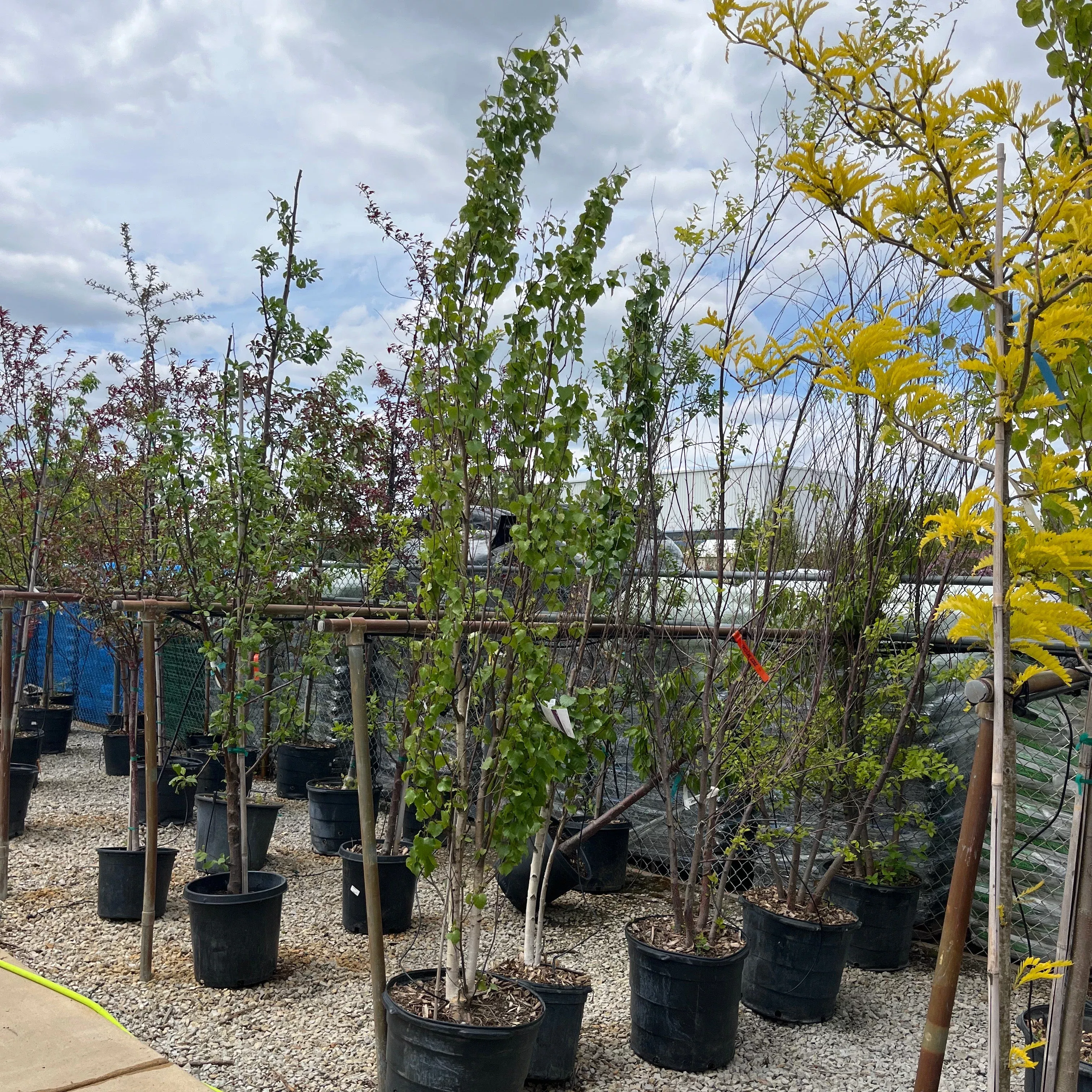 Parkland Pillar Japanese White Birch - Betula platyphylla ‘Jefpark’ - Potted Tree (Multiple Sizes)