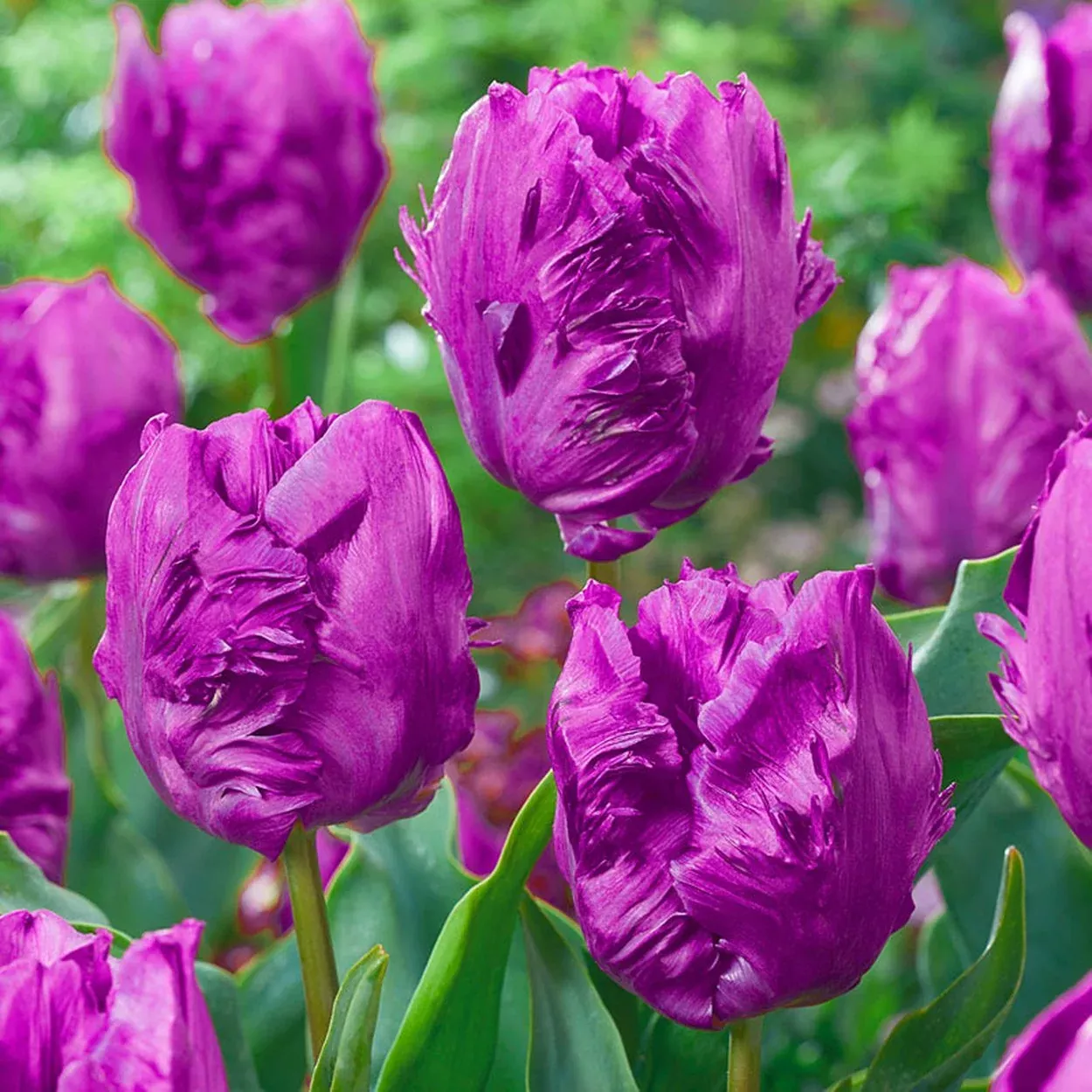 Parrot Prince Tulip