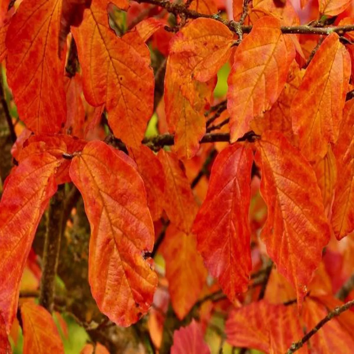 Parrotia persica Persian Spire PBR 12L PotIronwood