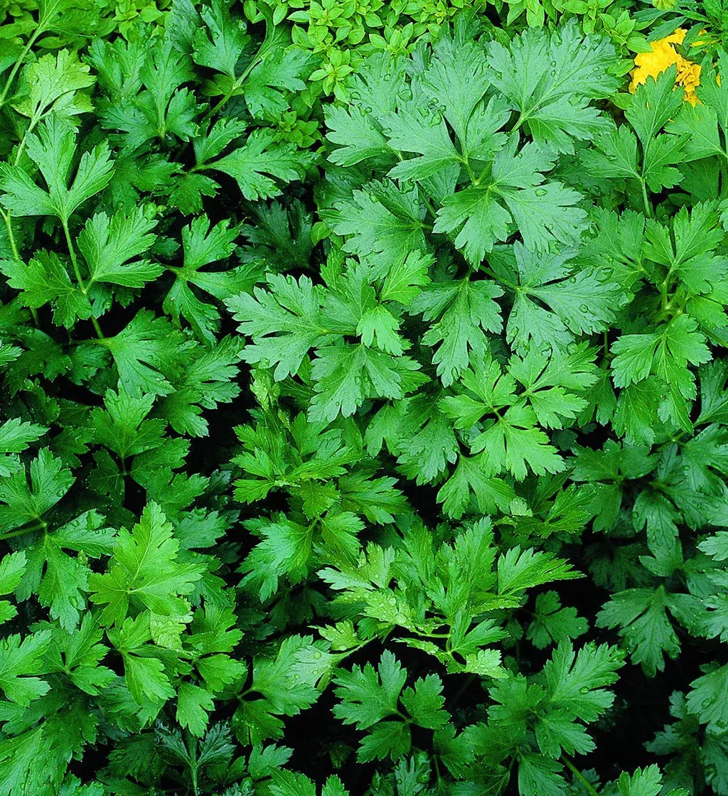 Parsley- flat leaf- 4" pot