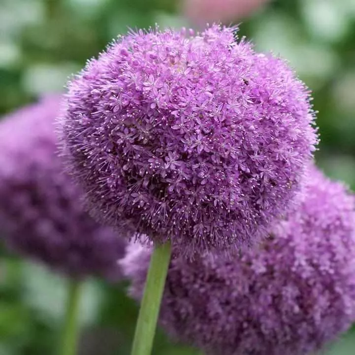 Party Balloon Flowering Onion