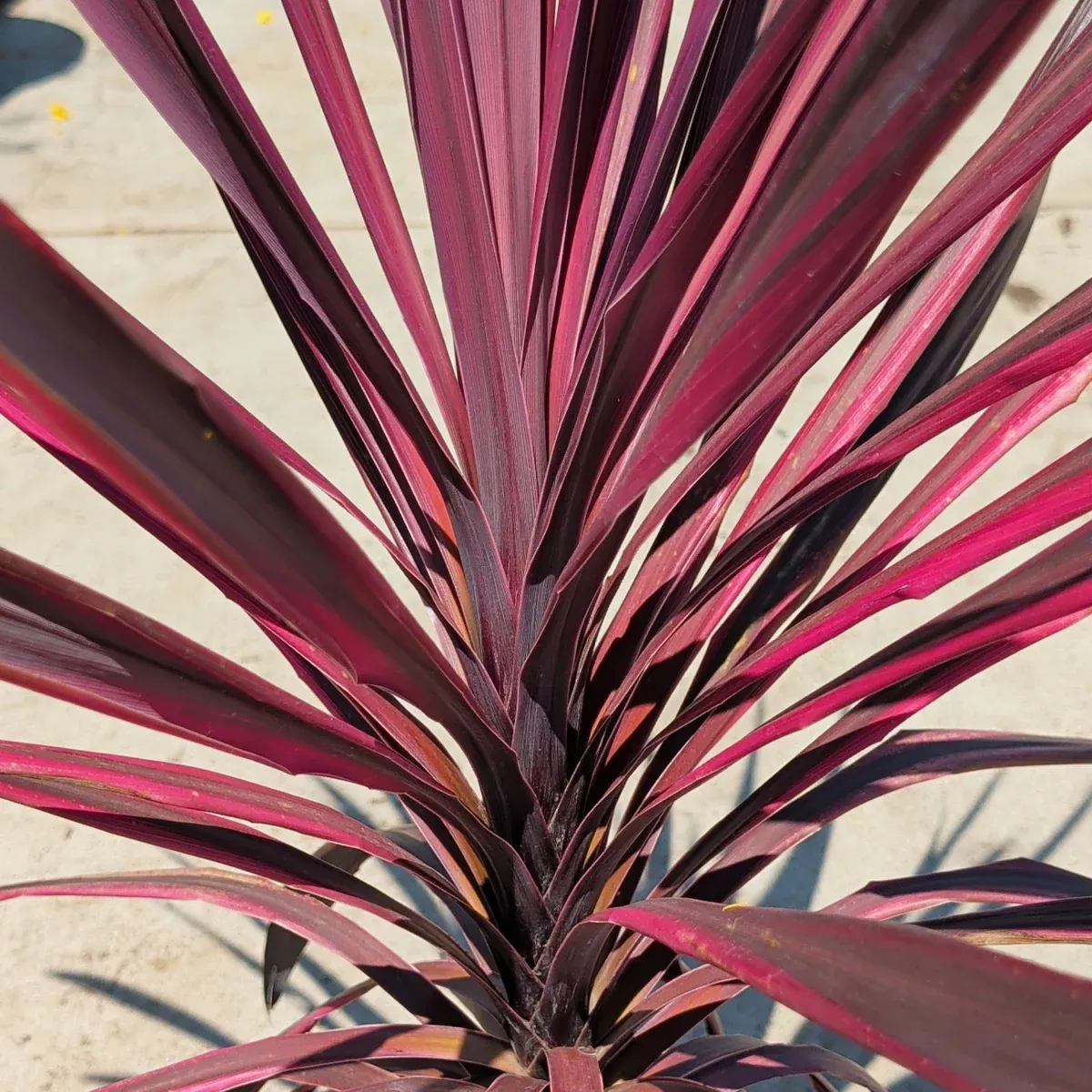 Paso Doble Cordyline
