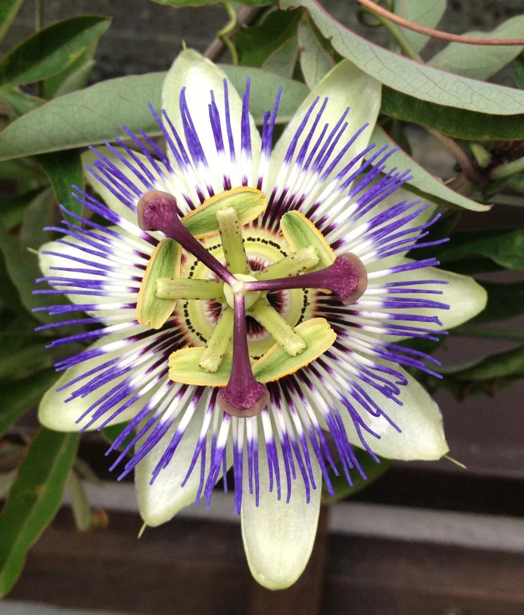 Passiflora caerulea Seeds - Blue Passionflower