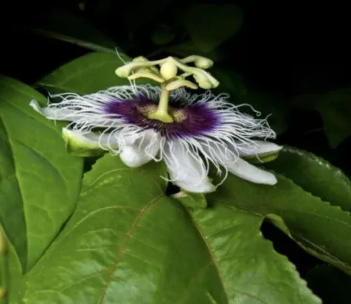 Passiflora edulis 20 Seeds - Purple Passion Fruit