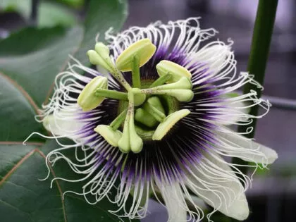 Passiflora Edulis (Passion Fruit) – Live Plant