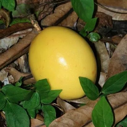Passiflora edulis var. flavicarpa seeds - Yellow Passionfruit