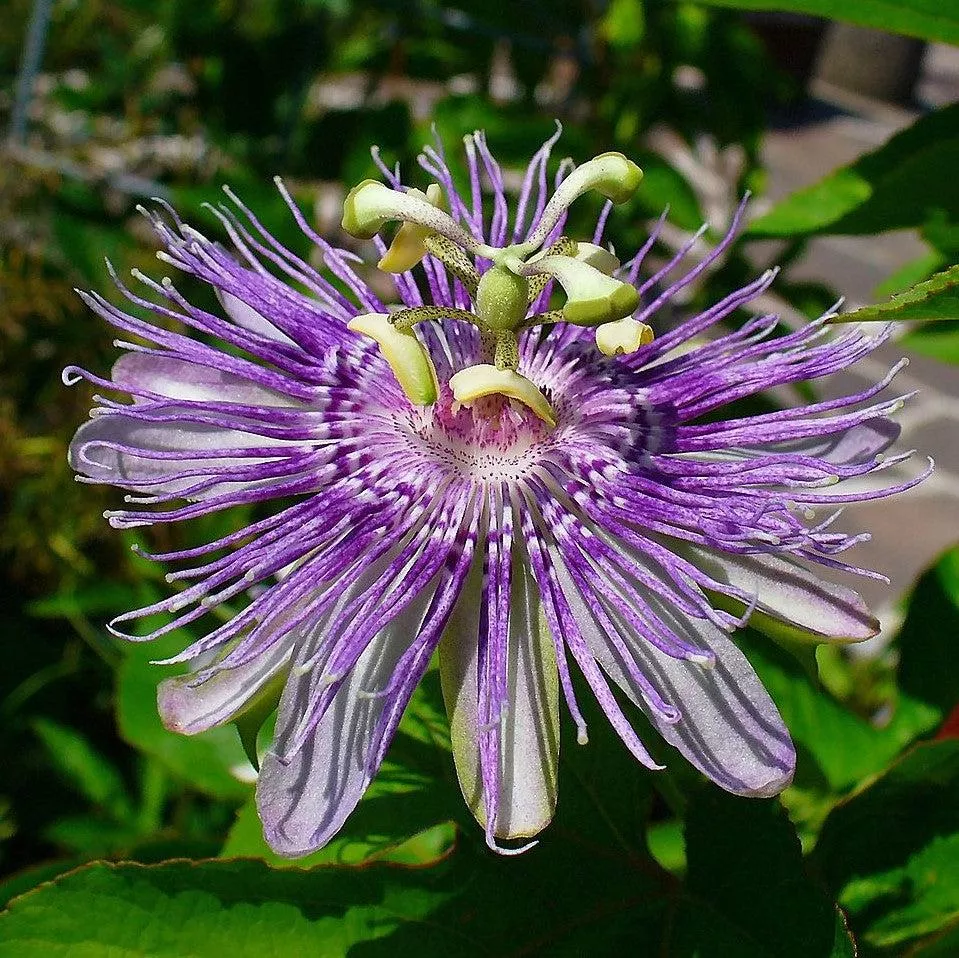 Passiflora incarnata- Passion Flower, Maypop