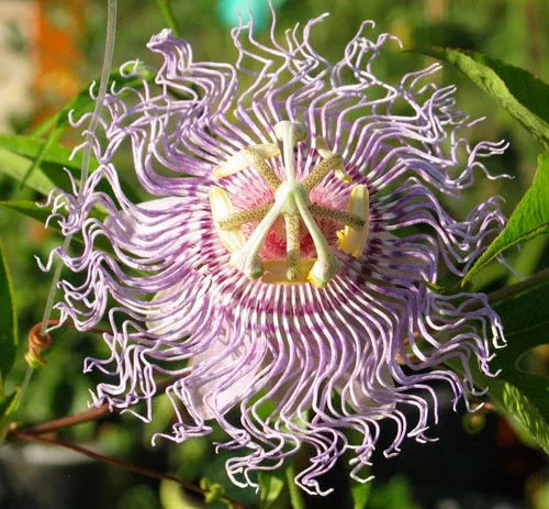 Passiflora incarnata Seeds - Maypop