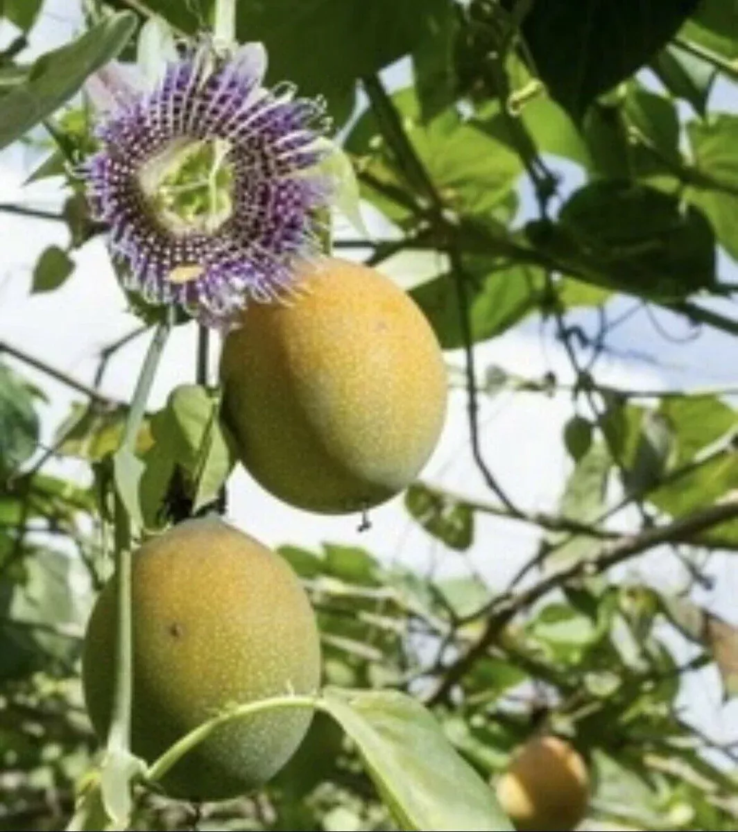 Passiflora ligularis Seeds - Sweet Grandilla