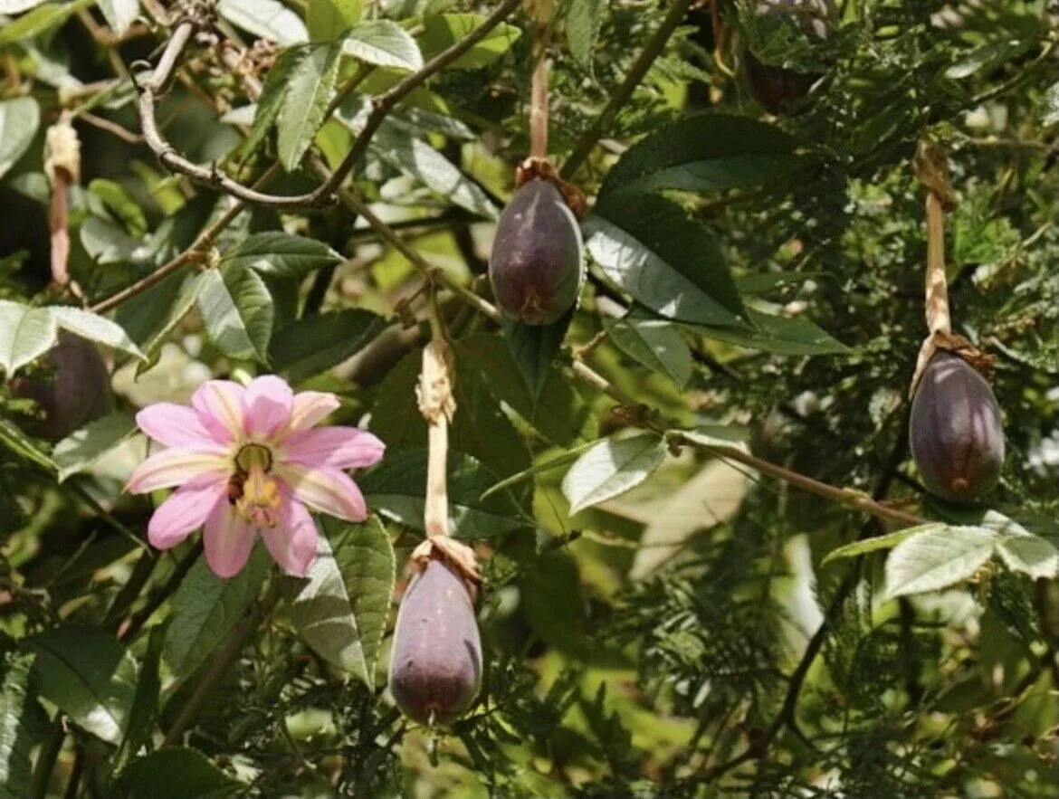 Passiflora mollissima Seeds - Banana Passionfruit