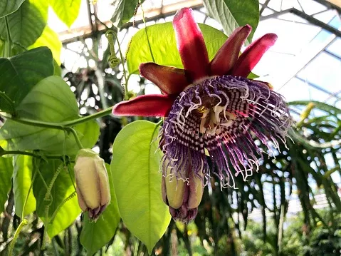 Passiflora quadrangularis 10 Seeds - Giant Granadilla