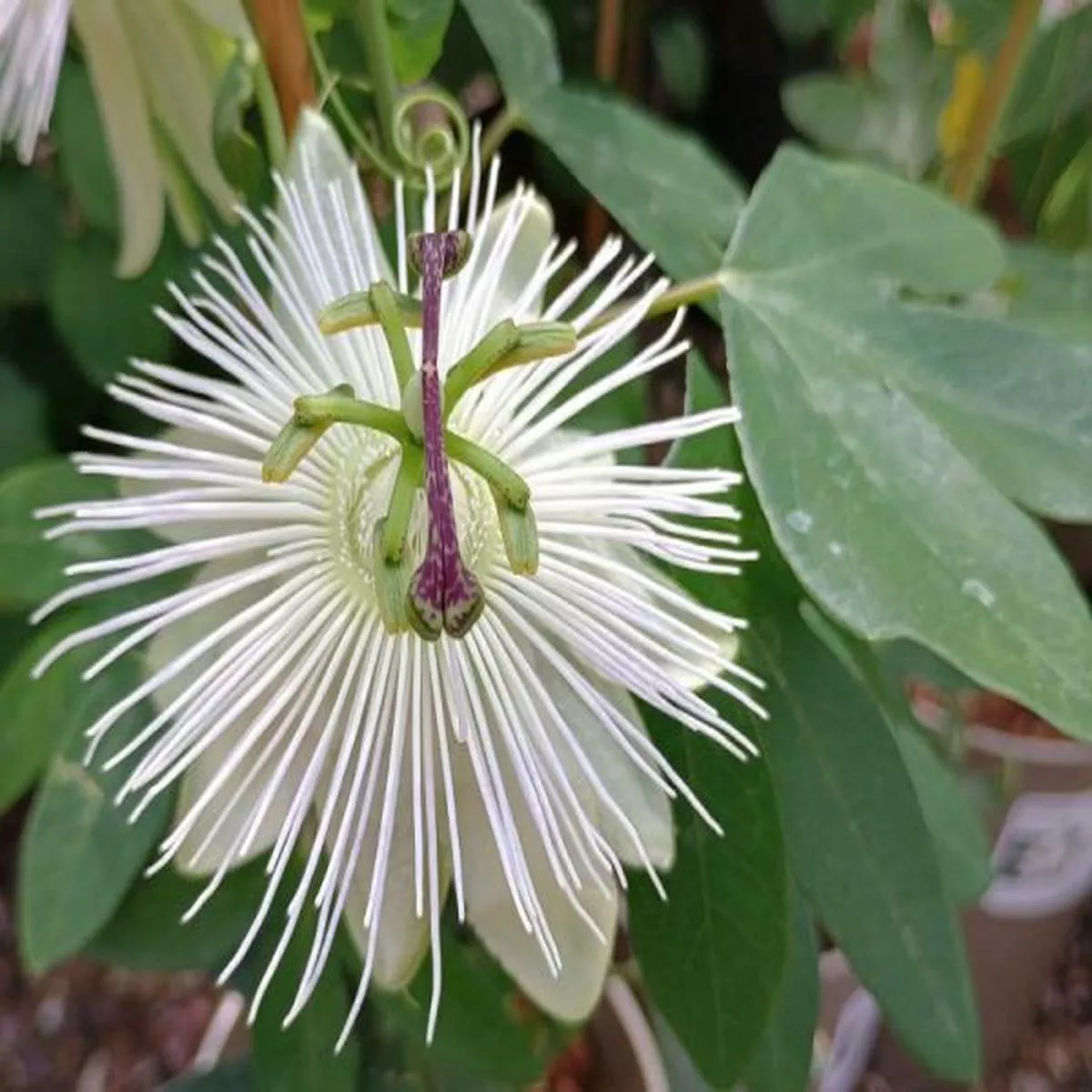 Passiflora Snow QueenPassionflower