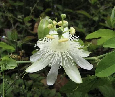 Passiflora subpeltata Seeds - White Passionflower
