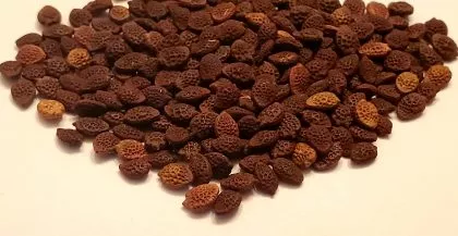 Passiflora Umbilicata (Andean Passion Flower) Seeds