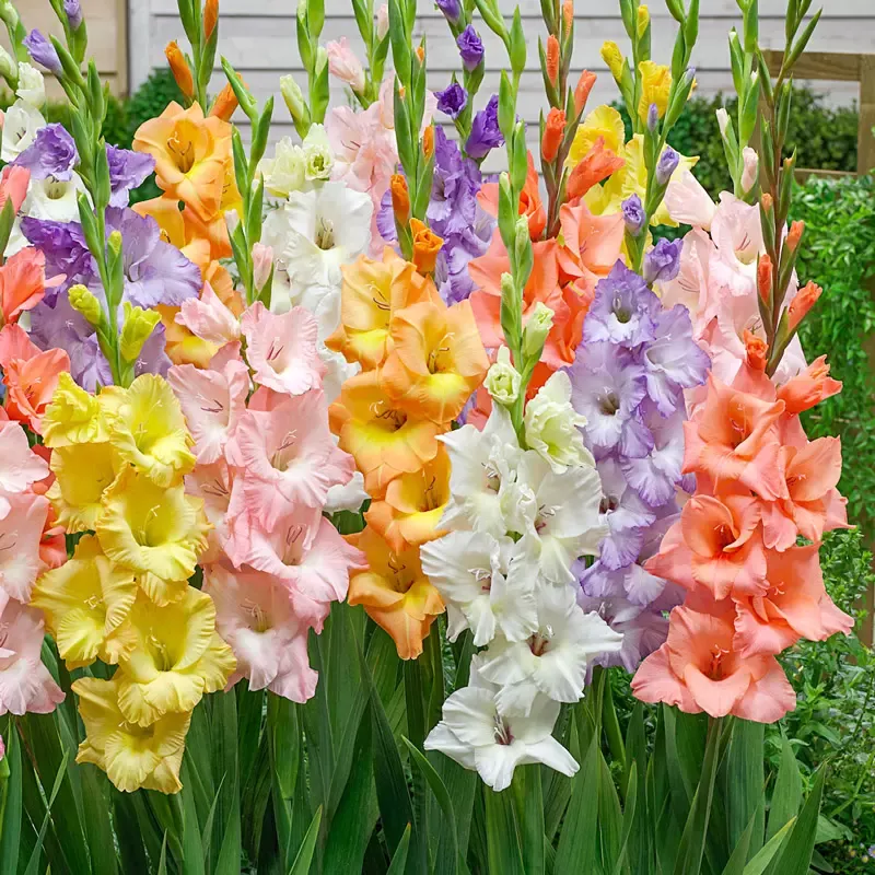 Pastel Gladiolus Mixture